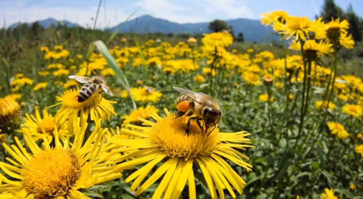 Honeybees help shorten delivery routes