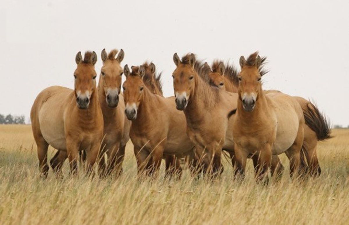 Flying horses, courtesy of Volga-Dnepr