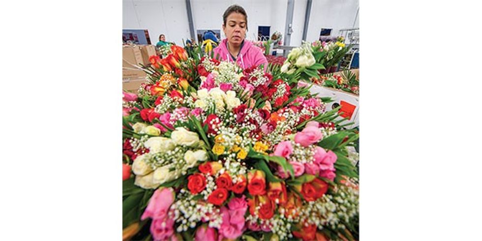 Holiday flower shipments blossom before Valentine's Day