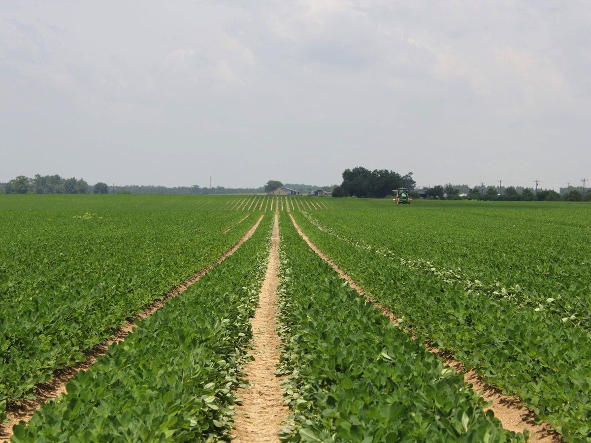 Peanut field